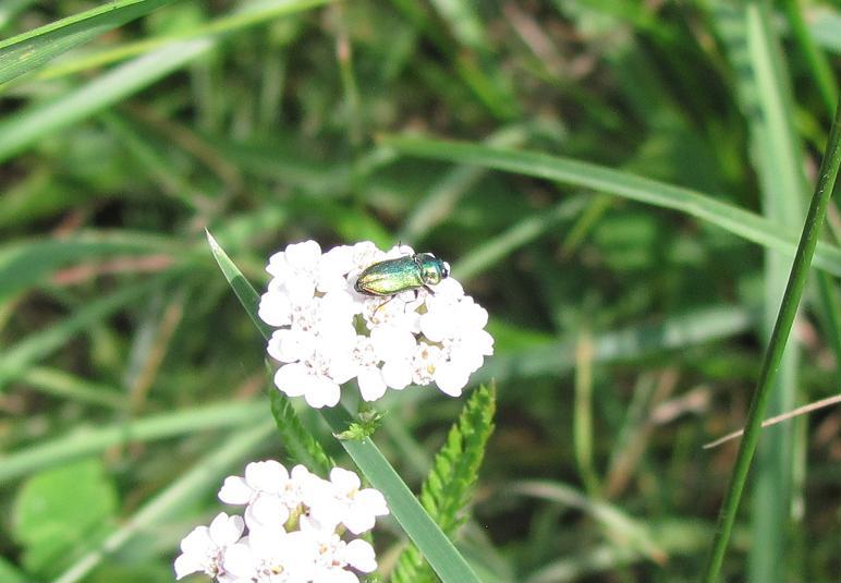 Anthaxia fulgurans, maschio   (Buprestidae)